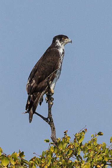 036 Timbavati Private Game Reserve, afrikaanse havikarend.jpg